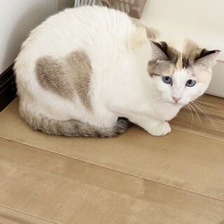 ★里親様決定！★青い目とハート模様❤しろ