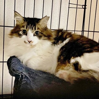 ゴージャスな美猫❤かーたん