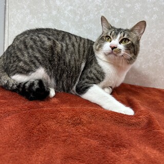 警戒心全く無い甘猫！初心者、年配者に最適！笑吉