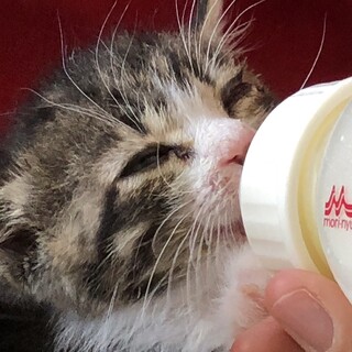 キジトラの雄.かわいい子猫てす。