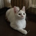 おっとり困り顔な三毛猫4ヶ月