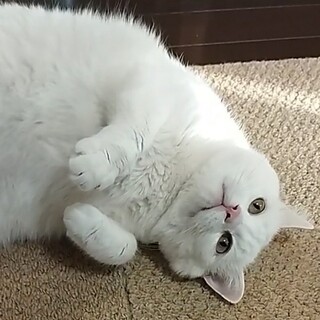 【お見合い随時】でか可愛い鍵しっぽ★甘えん坊男子