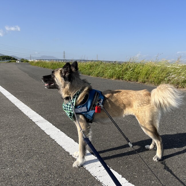 しりるのカバー写真