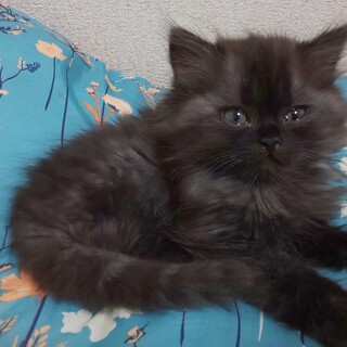 ｷｭｰﾄな チンチラmix  ﾌﾞﾗｯｸｽﾓｰｸ