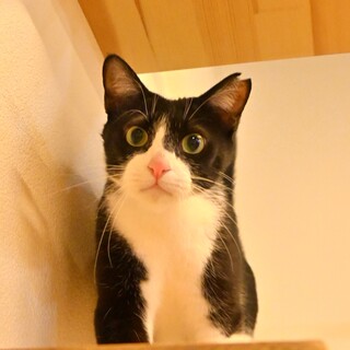 甘えん坊でフレンドリー【おかき】