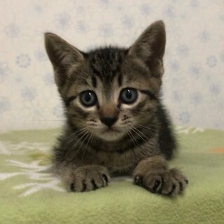 つけもの５匹兄妹♡せんくん♡