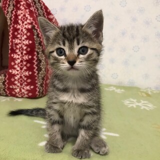 つけもの4兄妹♡れんくん♡