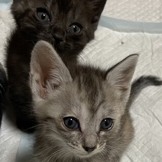 ☆女の子3男の子1☆里親様募集(^^)