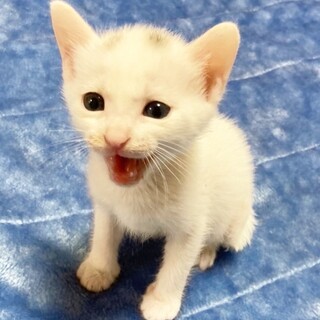 マロ風キトンキャップ！白猫ベビー姫1ヶ月