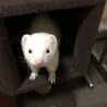 ぶぎー