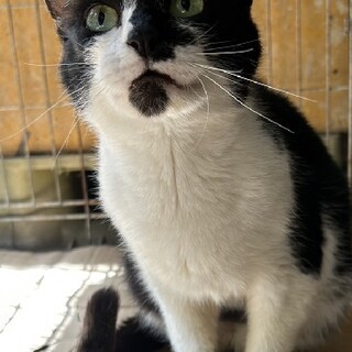 おとなしい女の子　くおちゃん