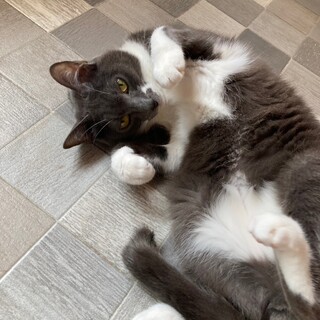 すだち君(白×グレー)