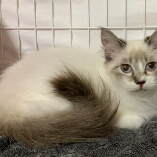 ハンディ♪詩（うた）ちゃん