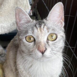 【トライアル決定】なかよしパステルペア♡ロング