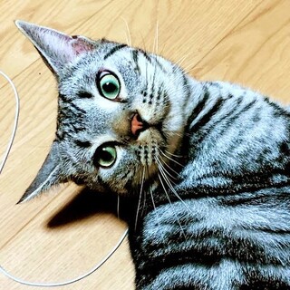 里親さん決定！アメショーのしょうたくん