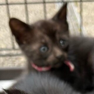 ブラックスモークダービーの姉妹、ベリーちゃん！