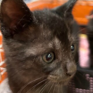 珍しいブラックスモークの姉妹、ブルーちゃん！