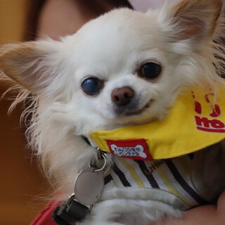 ナデナデ大好き♡ちょっぴり慎重派のアリッサちゃん