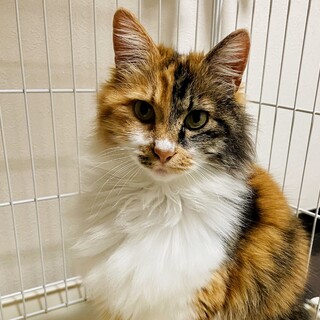 【5/28月島】もふもふゴージャス♡長毛三毛女子