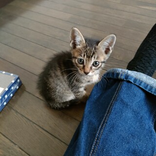 優しい家族、募集中！