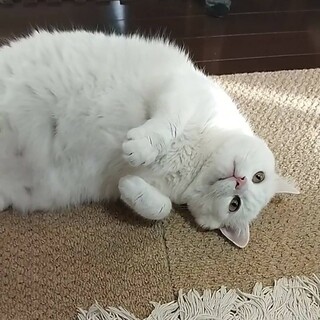 【5/28月島】魅惑のでかニャン☆甘えん坊白猫