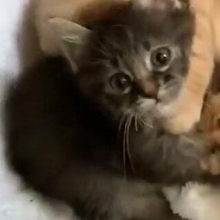 可愛いチビにゃん兄弟、長毛黒トラのトトロ君！