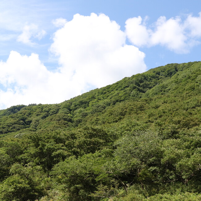 ジンギスのカバー写真