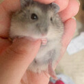 ハムスター
