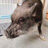 マイクロブタ　2歳 サムネイル2