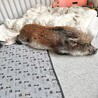 マイクロブタ　2歳 サムネイル3