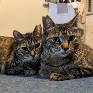キジトラの成猫２匹一緒に
