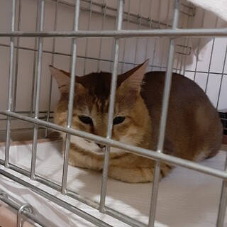 甘えん坊！テディベアのようなキジトラ猫です