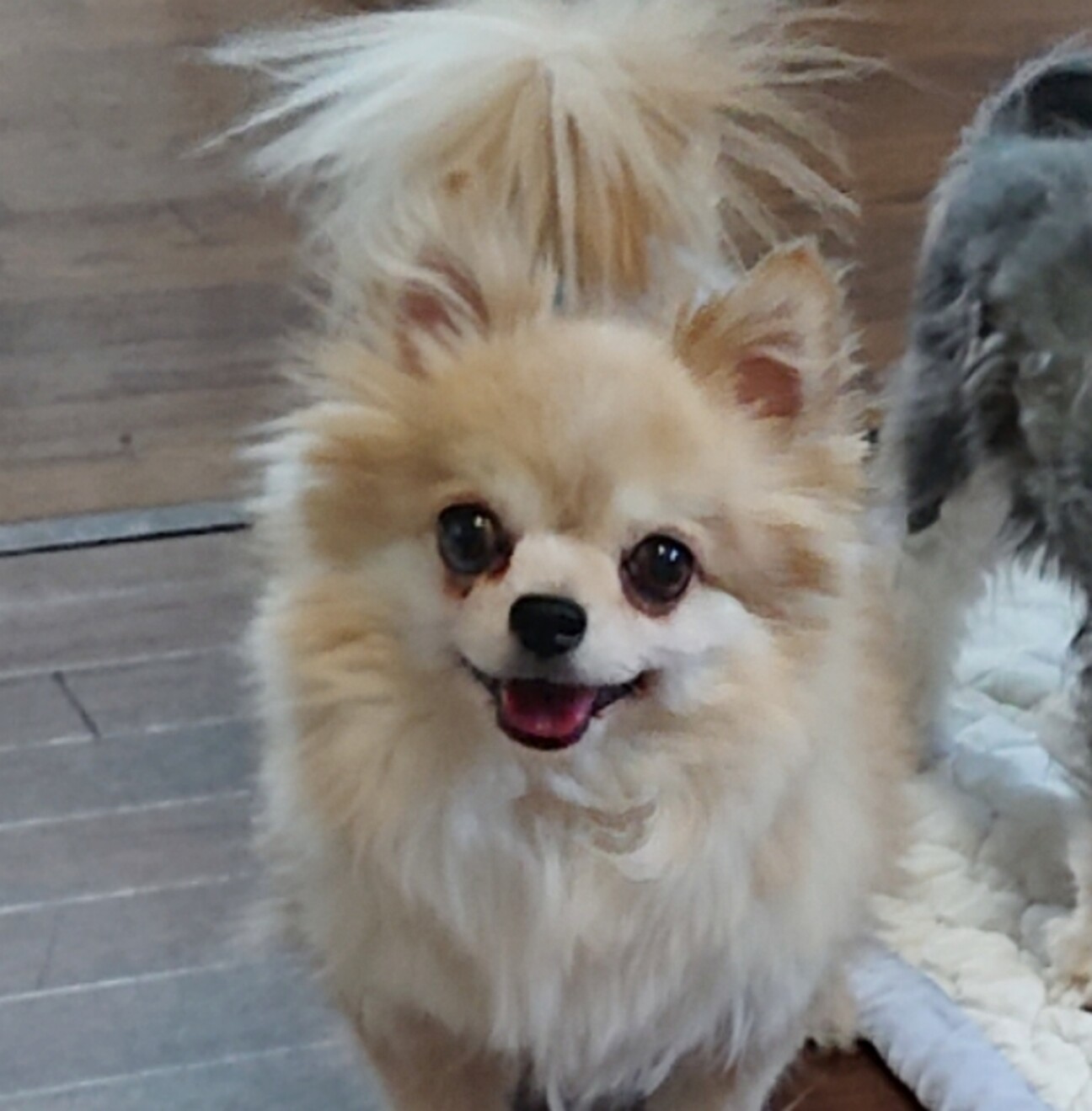 笑顔がキラキラなポメラニ」神奈川県 - 犬の里親募集(456232