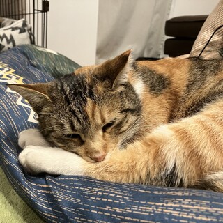 人慣れ避妊済三毛猫