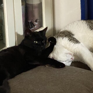 おとなしい黒猫のくろちゃん♂5〜6歳