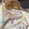 子うさぎ里親募集 サムネイル2