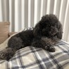てぃあえ