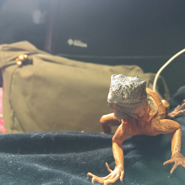 こうじマンのカバー写真