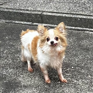 約8歳のチワワ里親緊急募集