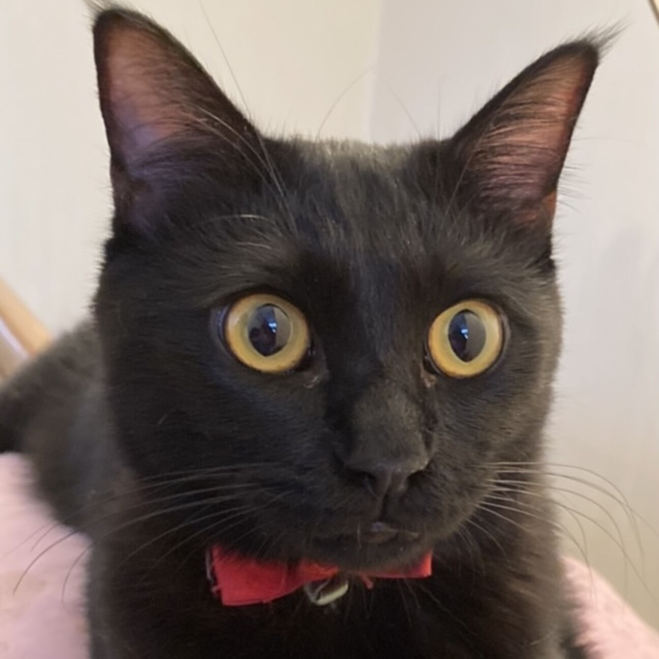 カッパー色のクリクリお目々が可愛い黒猫のねね君❣️ サムネイル1