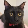 カッパー色のクリクリお目々が可愛い黒猫のねね君❣️ サムネイル1