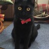 カッパー色のクリクリお目々が可愛い黒猫のねね君❣️ サムネイル2