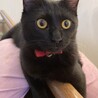 カッパー色のクリクリお目々が可愛い黒猫のねね君❣️ サムネイル3
