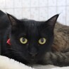 カッパー色のクリクリお目々が可愛い黒猫のねね君❣️ サムネイル4