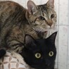 カッパー色のクリクリお目々が可愛い黒猫のねね君❣️ サムネイル5