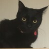 カッパー色のクリクリお目々が可愛い黒猫のねね君❣️ サムネイル7