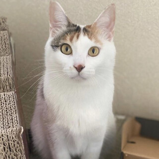 親子で保護。白多めの三毛猫アネちゃん