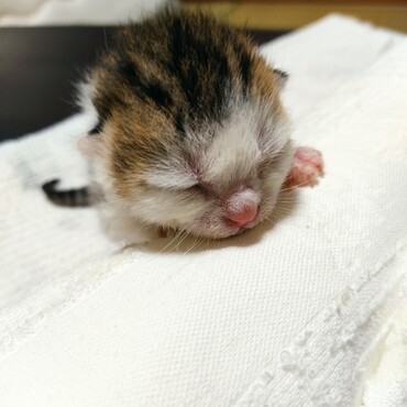 2023/04/14 生後約1週間のダテちゃん