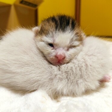 片目だけ開いていたので伊達政宗からとって「ダテちゃん」です♪