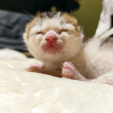 ぶちゃかわ系。好きな人も多いはず♡